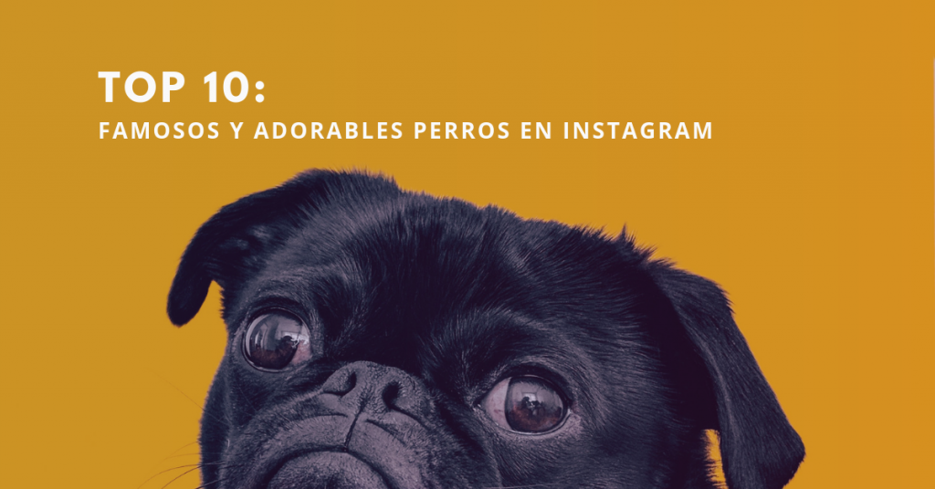 Top-10-Famosos-Y-Adorables-Perros-En-Instagram-BrandMe